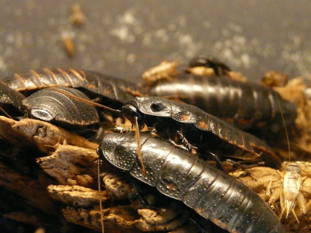 Plaga karaluchów w Lublińcu! Kto za to odpowiada?
