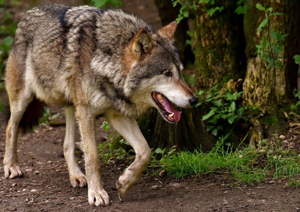 Austriacki wilk z partnerką pojawił się w lasach pod Lublińcem!